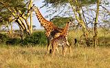 TANZANIA - Serengeti National Park - Giraffe - 4-2